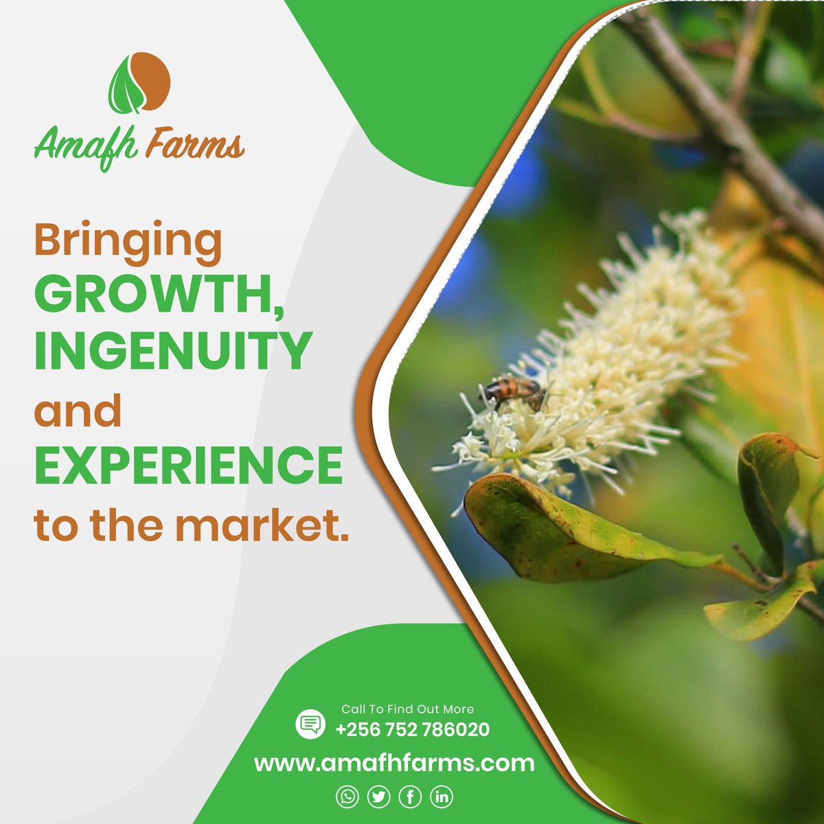 amafhfarms's tweet photo. Bringing growth,ingenuity and experience to the market.

#sustainableagriculture #farmingphotographydaily https://t.co/5HObeJRrei