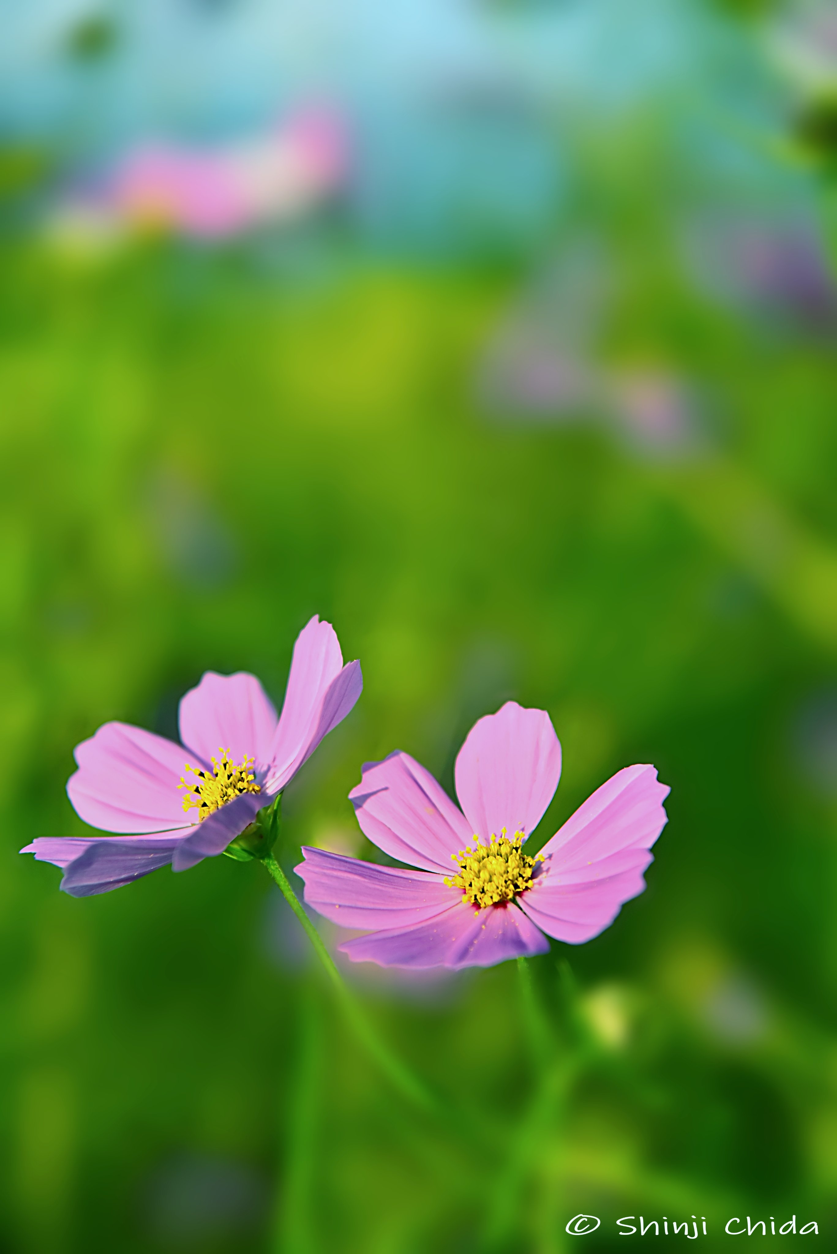 コスモスの花 Twitter Search Twitter