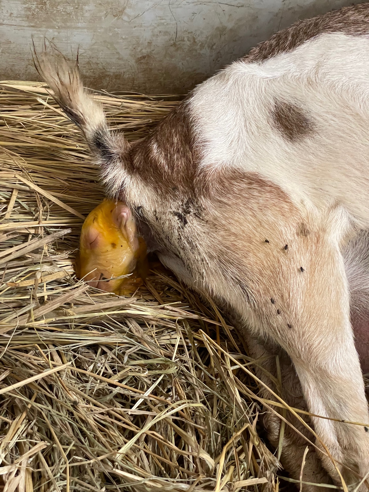 Twitter 上的 武蔵村山市立第一小学校 10 6 ココアの出産シーンです T Co Aqu0hdw3gu Twitter