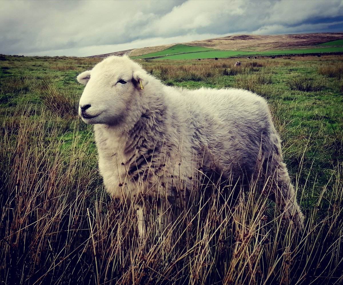 highfieldsherdy's tweet photo. It's a beautiful day today this was taken yesterday with Droopsy under the moody windswept skies. One of my favourite places on the farm. 
#herdwicks #droopsy #farm #autumn https://t.co/corLBravEg