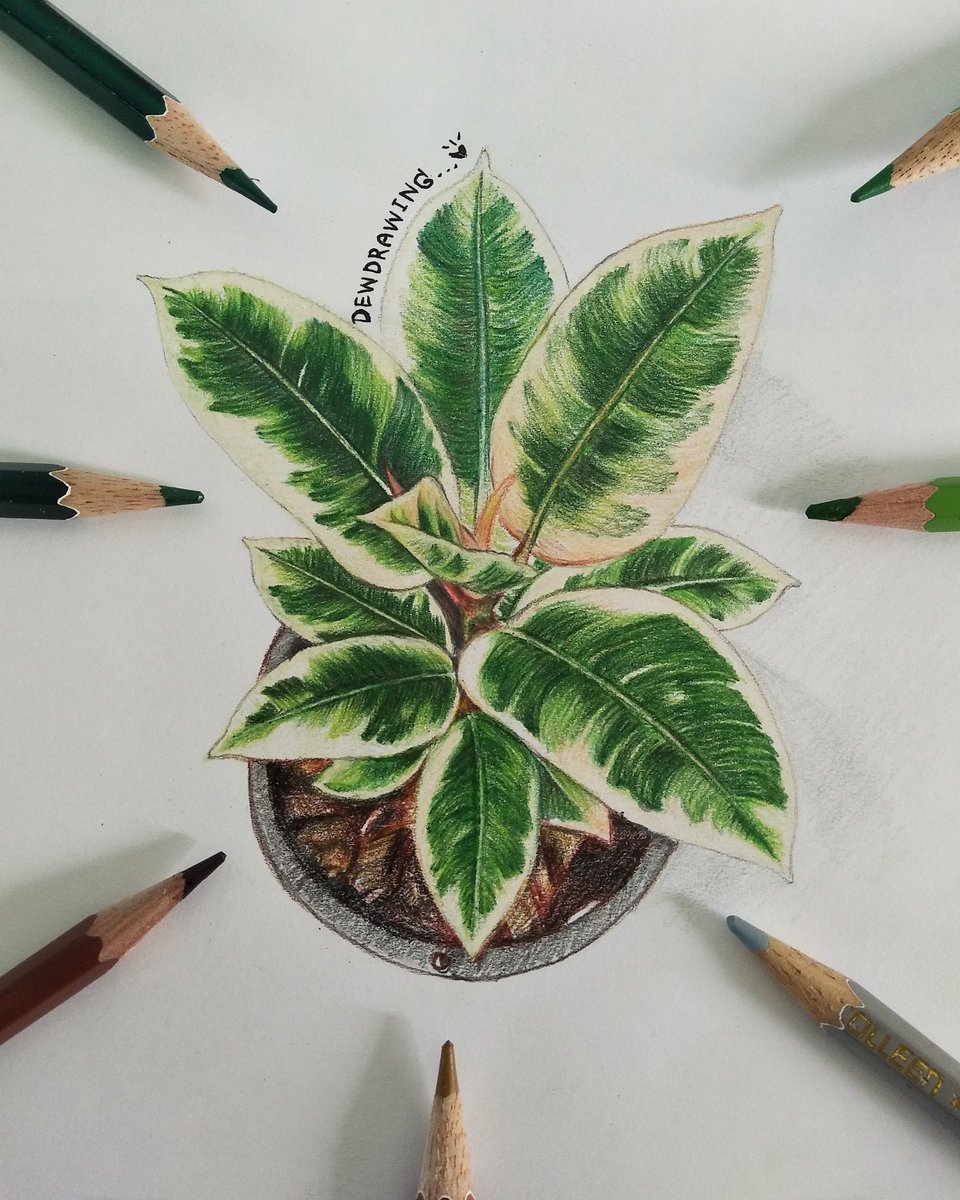 Dewpanja's tweet photo. ปลูกต้นไม้ลงกระดาษ ปลูกทิพย์ 😄🌱🍀🌄 #วาดต้นไม้ #ยางอินเดียด่างขาว #rubbletree #tree #treedrawing #ต้นไม้ #art #pencilcolors #drawing #drawingoftheday #วาดภาพสีไม้ https://t.co/GklrmFMdir