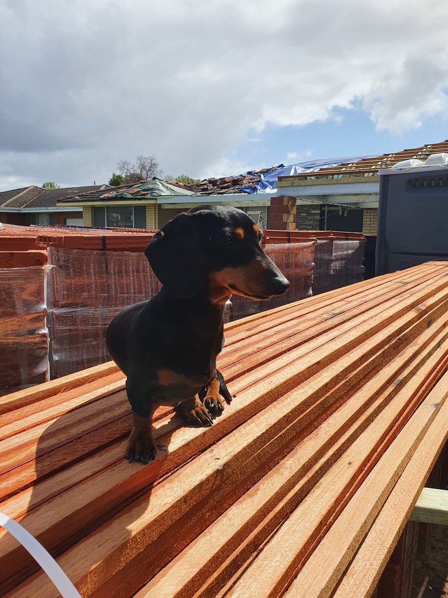 tommytkup's tweet photo. Nola loving the building process...... Us, not so much 😂😂 https://t.co/7Zu8zpqSVq