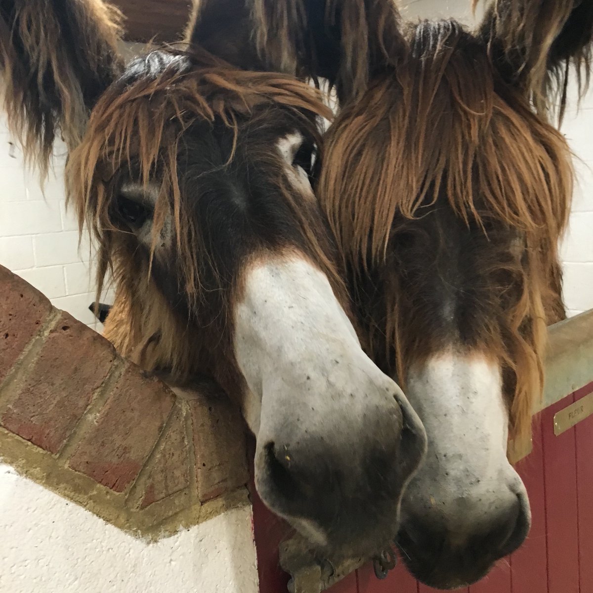 grooms_list's tweet photo. JL86333 Surrey. Private Family Yard – Seeking Full Time Live In Groom
*5 day week *Single accommodation with bills paid *Own horse possible *Riding
https://t.co/PLV3tMUzkr
#thegroomslist #findagroom #groomsearch #jobswithriding #jobs #Vacancies #jobvacancy #workwithhorses https://t.co/xepmg9q9z3