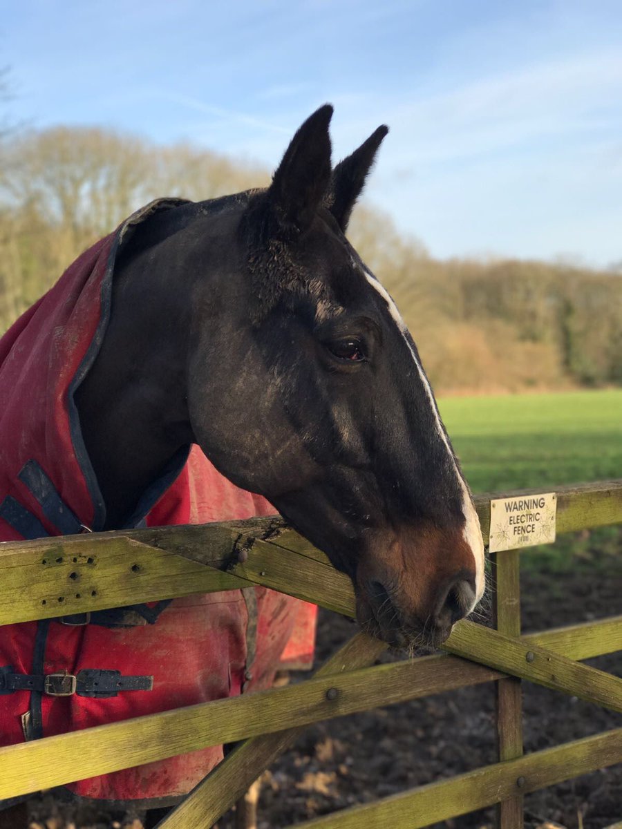 grooms_list's tweet photo. JL86333 Surrey. Private Family Yard – Seeking Full Time Live In Groom
*5 day week *Single accommodation with bills paid *Own horse possible *Riding
https://t.co/PLV3tMUzkr
#thegroomslist #findagroom #groomsearch #jobswithriding #jobs #Vacancies #jobvacancy #workwithhorses https://t.co/xepmg9q9z3