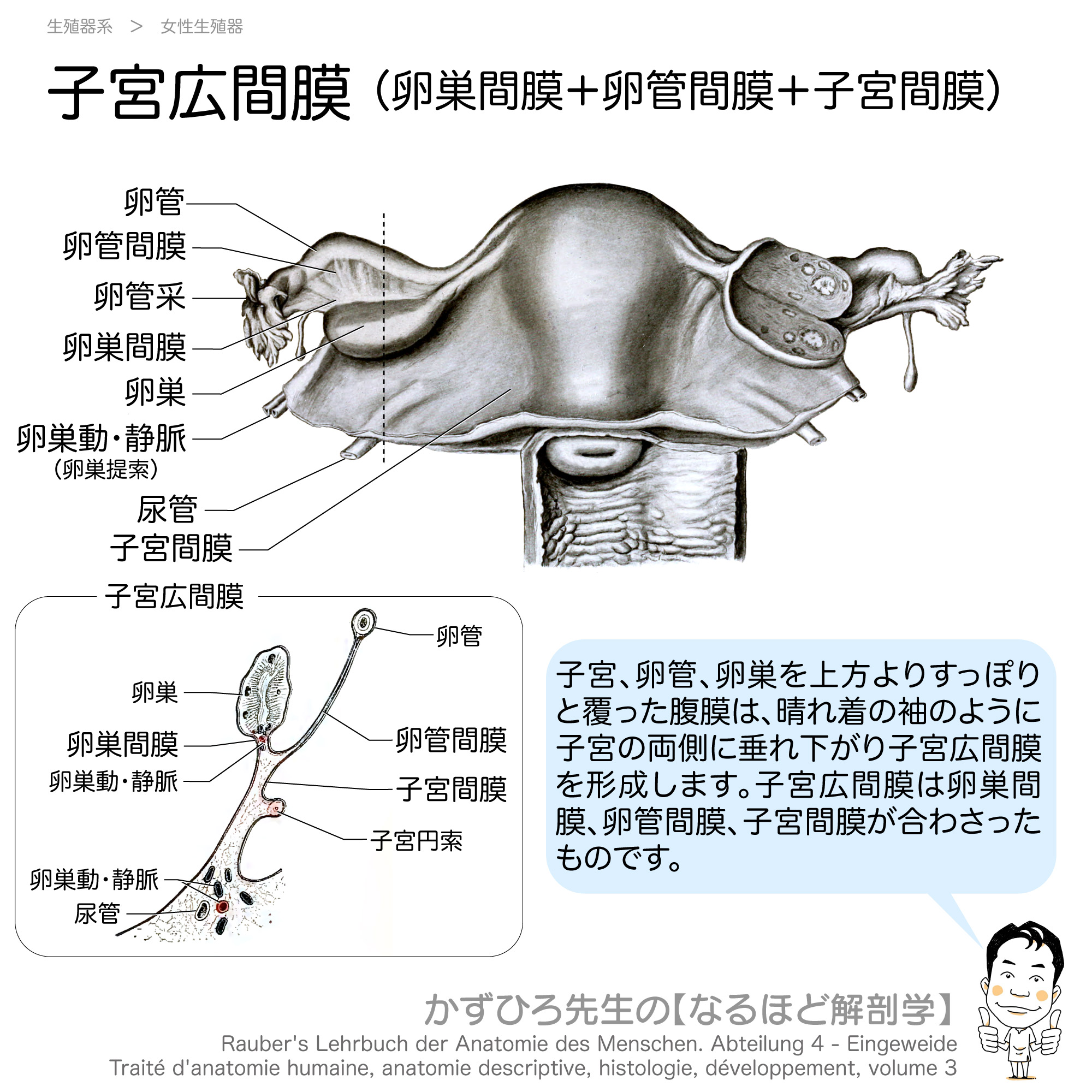 かずひろ先生 なるほど解剖学 子宮広間膜 卵巣間膜 卵管間膜 子宮間膜 子宮 卵管 卵巣 を上方よりすっぽりと覆った腹膜は 晴れ着の袖のように子宮の両側に垂れ下がり子宮広間膜を形成します 子宮広間膜は卵巣間膜 卵管間膜 子宮間膜が