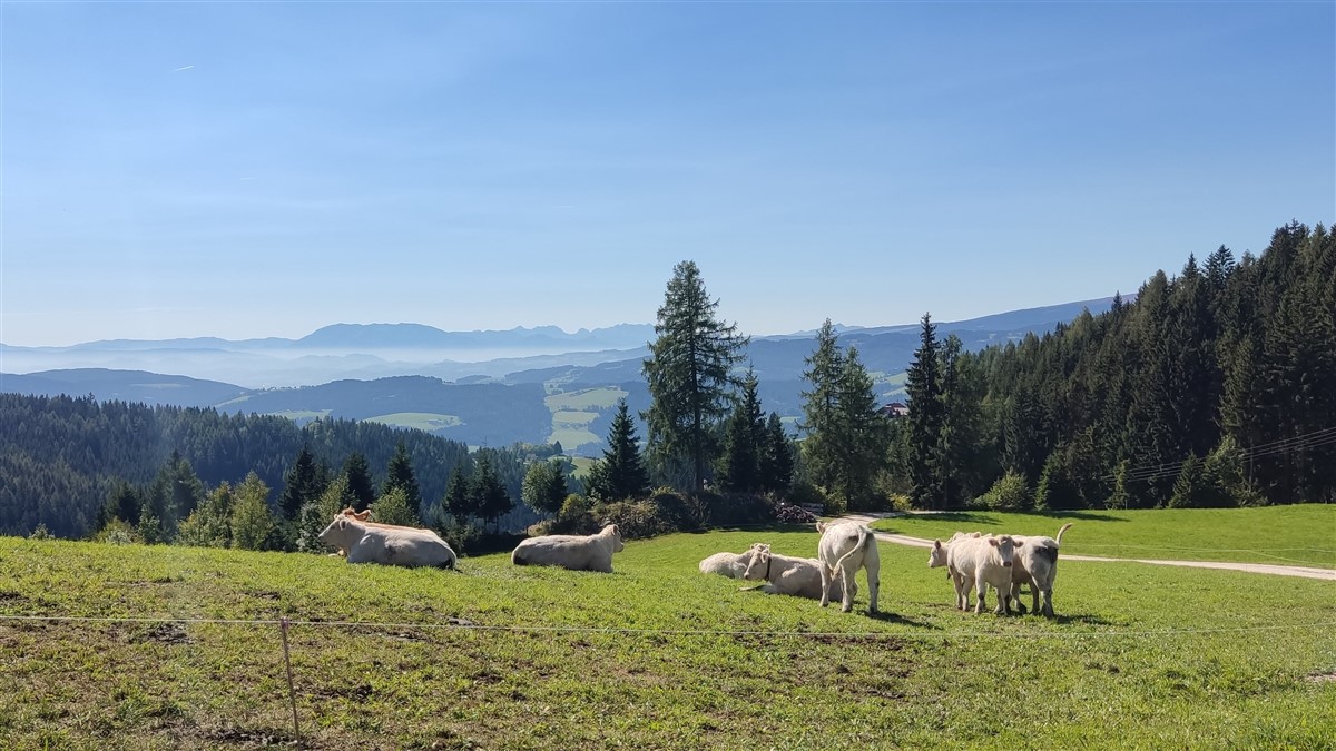 beefcattle_at's tweet photo. Die Mutterkuh-Hochburg Kärnten bot die ideale Kulisse für die Generalversammlung. 
Der Vorstand für die nächsten 4 Jahre: Obmann Walter Steinberger, Stv. Johanna Schachinger u. Horst Schnitzer, Schriftführer Christian Moser,  Geschäftsführerin Anna Koiner
https://t.co/4p1hGF4Ize https://t.co/ZIlfCk4sCm