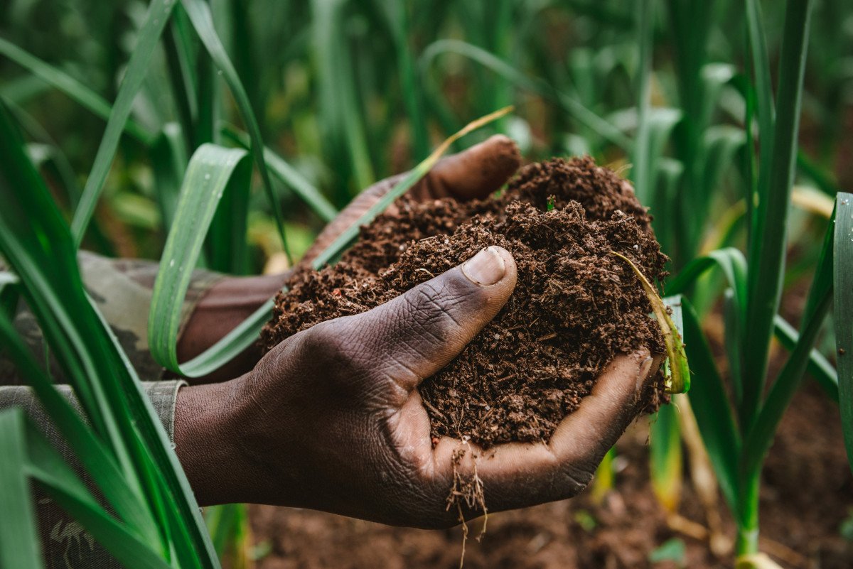 MumararunguDia1's tweet photo. With integrated nutrient management #maintenance of #soil -#fertility &amp; #plantnutrient supply level field #Yield
 👉main ingredients
1. Soil source: mobilizing the unavailable nutrients
2. Mineral fertilizer: urea &amp; DAP
3. Organic source: crop waste and residues, microbes as bio https://t.co/fNQalEKIpZ
