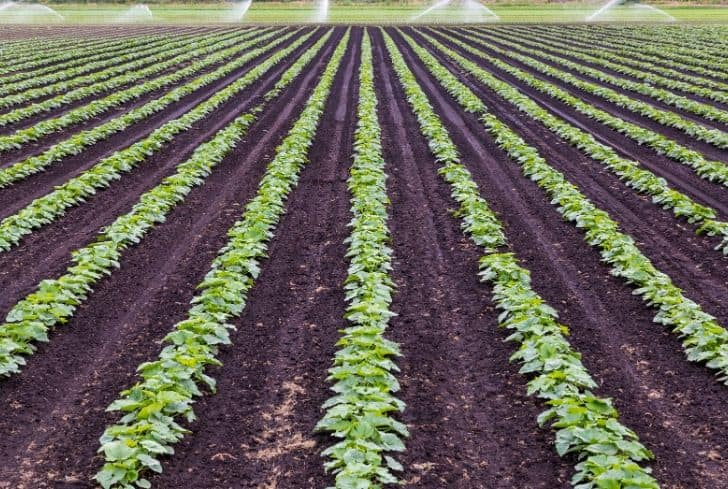 MumararunguDia1's tweet photo. With integrated nutrient management #maintenance of #soil -#fertility &amp; #plantnutrient supply level field #Yield
 👉main ingredients
1. Soil source: mobilizing the unavailable nutrients
2. Mineral fertilizer: urea &amp; DAP
3. Organic source: crop waste and residues, microbes as bio https://t.co/fNQalEKIpZ