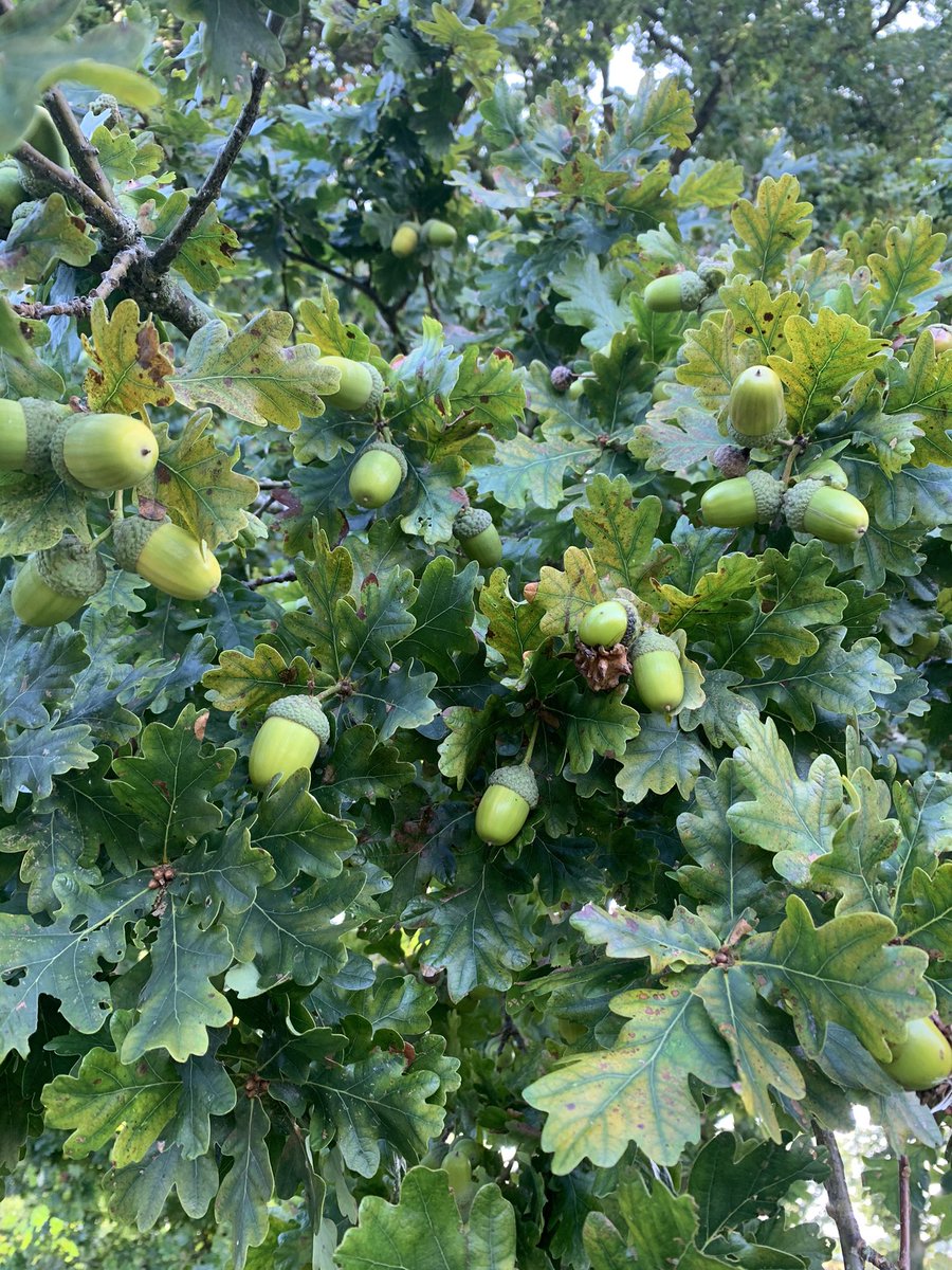 Acorns were collected last year from Oak trees planted by Capability Brown on the Burghley Estate. These trees are now being graded into size and will be ready to be planted this coming season. <a href="/BrownCapability/">Capability Brown</a> <a href="/burghleyhouse/">Burghley</a>