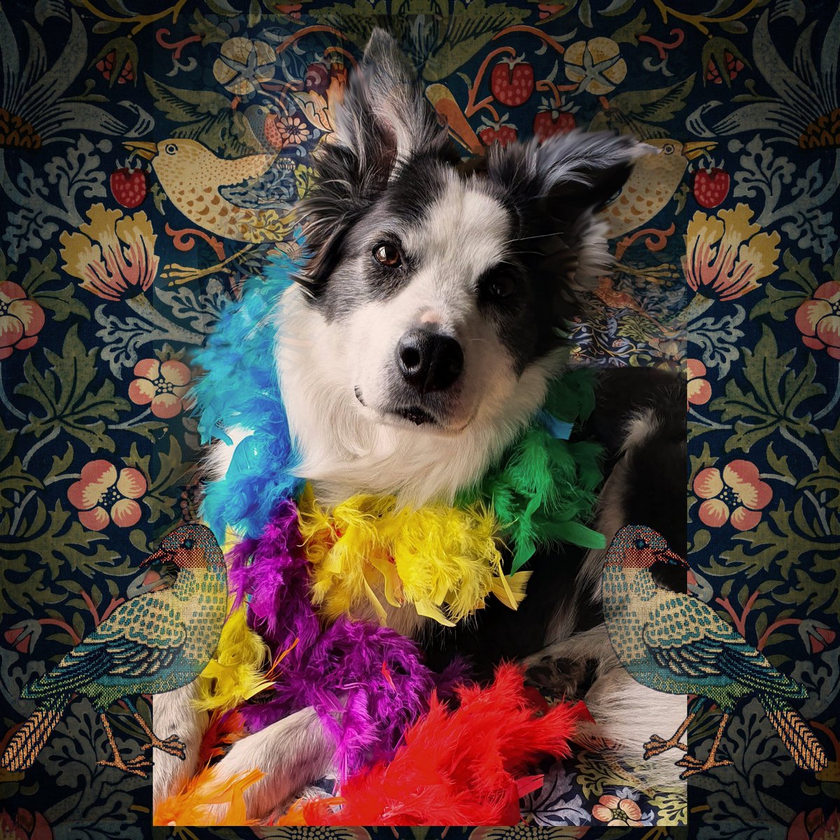 Bella Zelda Lenahan (@bellathedogie) on Twitter photo 