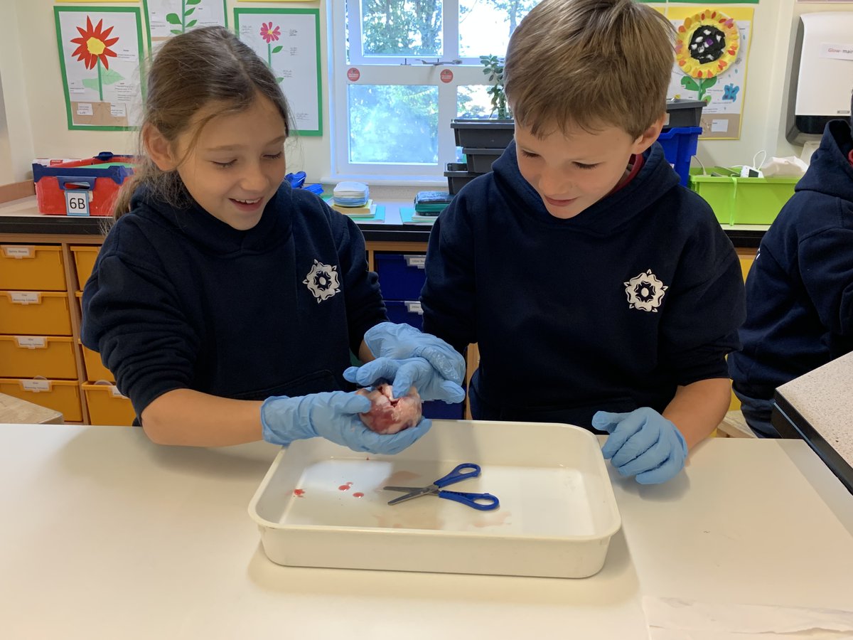 KESBathJunior's tweet photo. Year 5 have had the exciting opportunity to explore real hearts as part of their science topic on 'The Circulatory System'. They have been learning all about blood and what the heart does inside our bodies.
#KESBathJnrScience #KESBathLearning https://t.co/4rQaymPgGJ