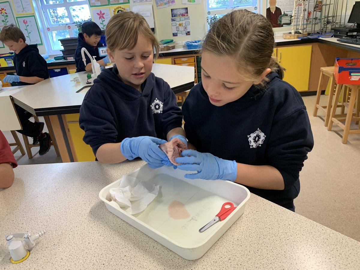 KESBathJunior's tweet photo. Year 5 have had the exciting opportunity to explore real hearts as part of their science topic on 'The Circulatory System'. They have been learning all about blood and what the heart does inside our bodies.
#KESBathJnrScience #KESBathLearning https://t.co/4rQaymPgGJ