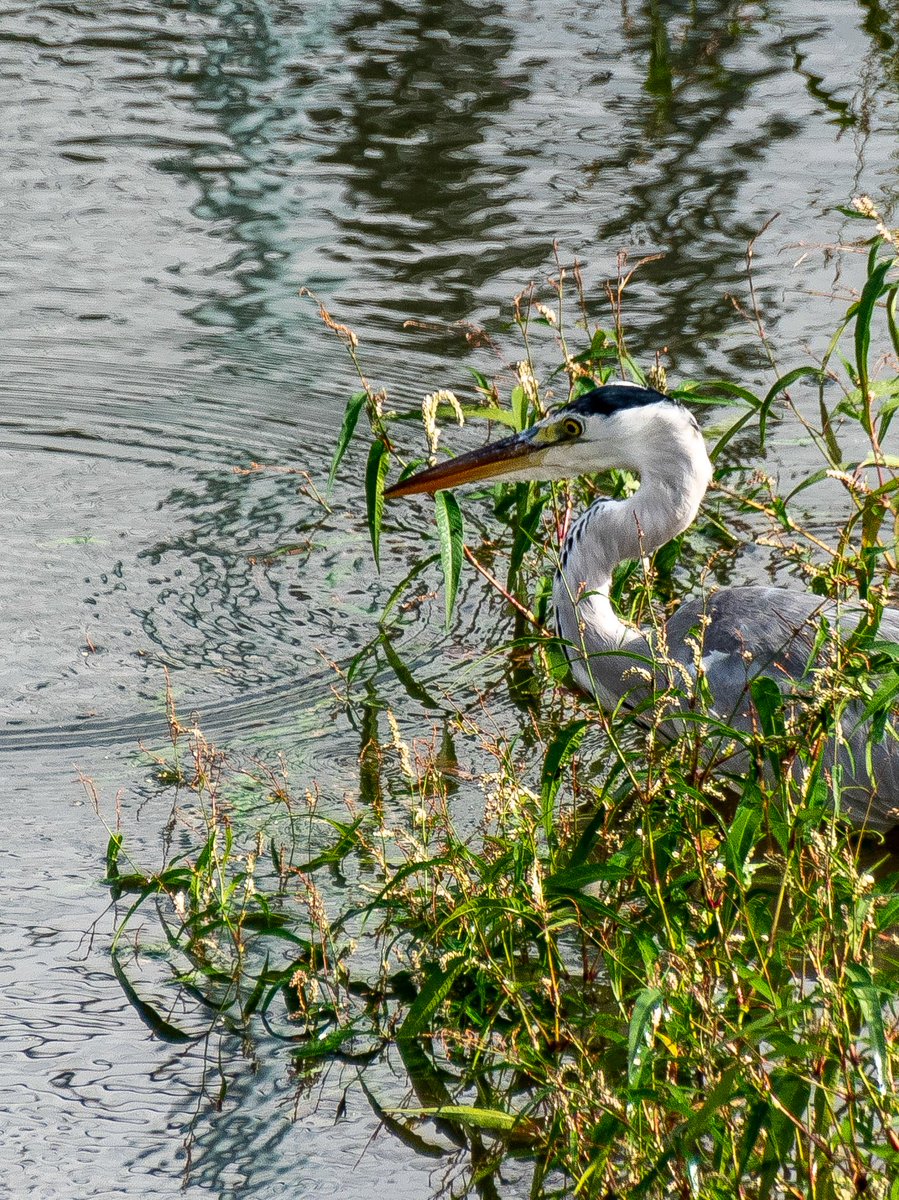 Toshio 近所の溜池 小魚 さん 私からは逃れる事はできないよ アオサギ 野鳥 野鳥撮影 Toshio 近所の溜池 小魚 さん 私からは逃れる事はできないよ アオサギ 野鳥 野鳥撮影