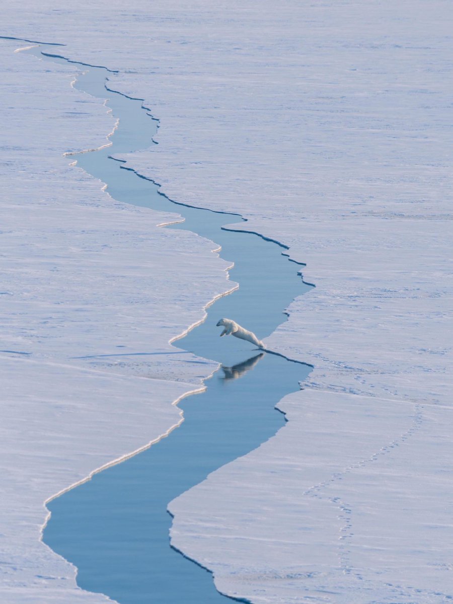 nerissaemy_520's tweet photo. 💙 Polar bear leaping over water, captured by Arctic expedition team https://t.co/T2i6WEyq6b