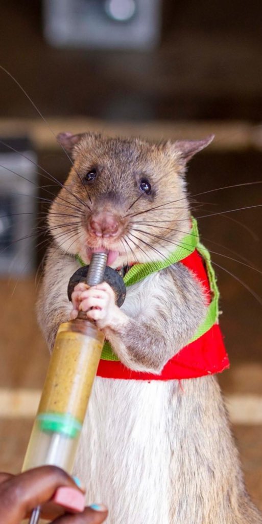 BaileyTheRat's tweet photo. Giant rat - trained to detect land mines. https://t.co/Qje8oupgEH