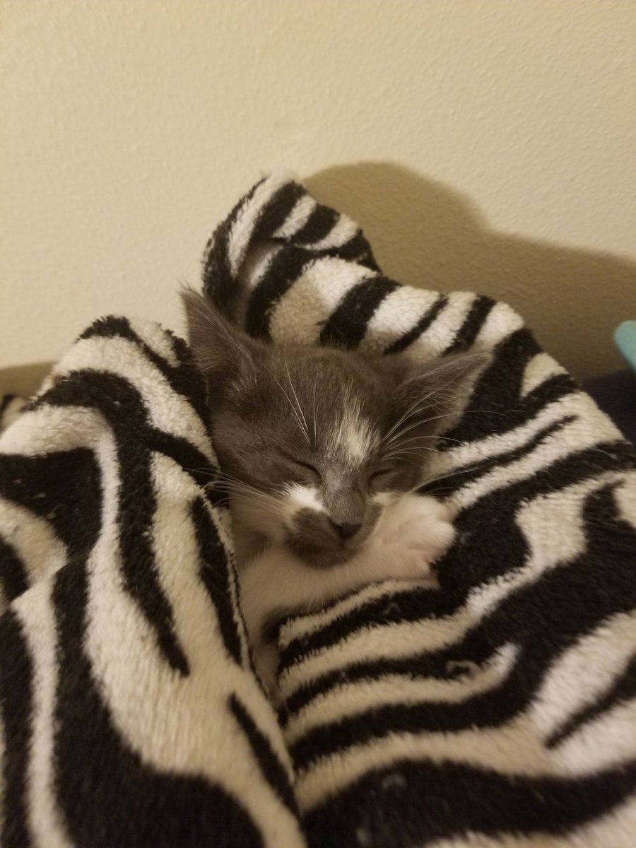 That Normal everyday Tree tweet media