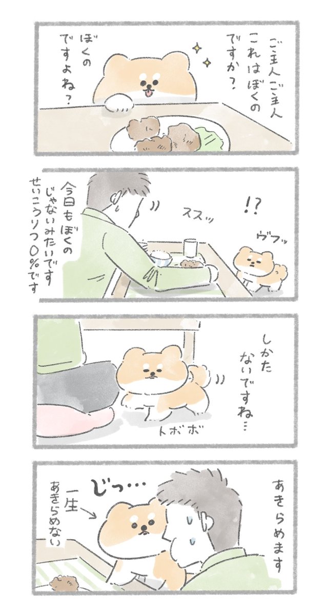 ご主人のごはんをあきらめないおいぬ
#こんにちはいぬです 