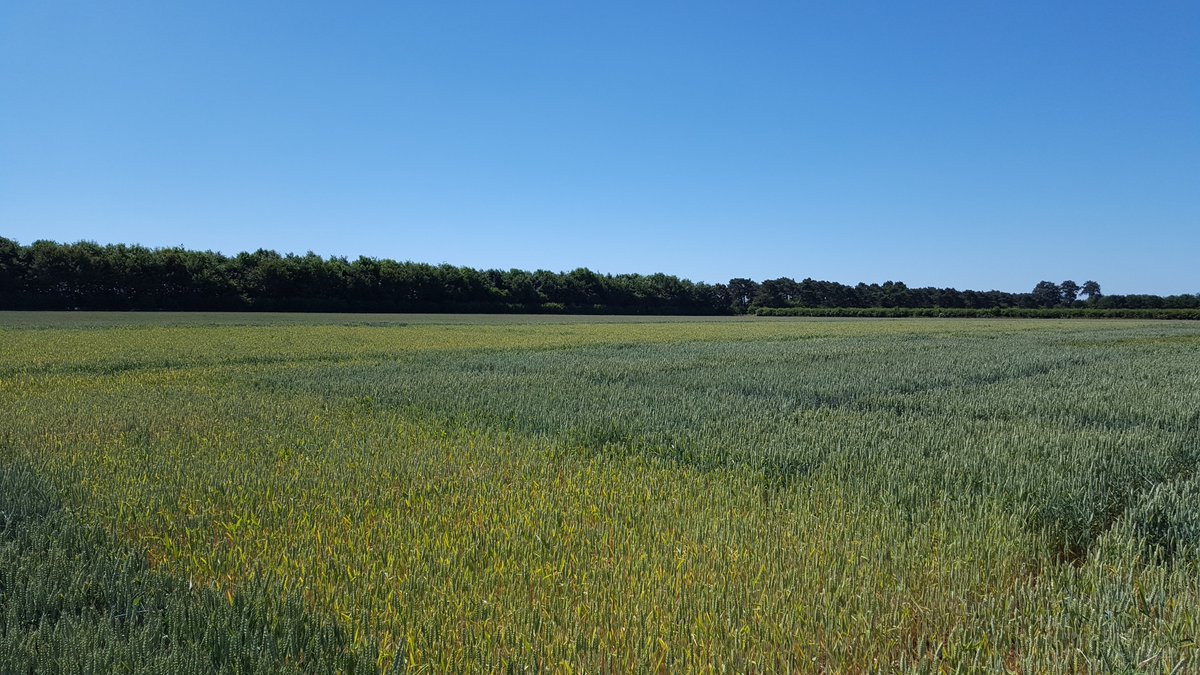I am looking for a Research Associate to work on a 3-year @BBSRC funded project exploring the regulation of nitrogen responsiveness in wheat. Please share or enquire if interested! niab.com/niab_job_info/…  #plantscience #scijobs #researchjobs #plantsci