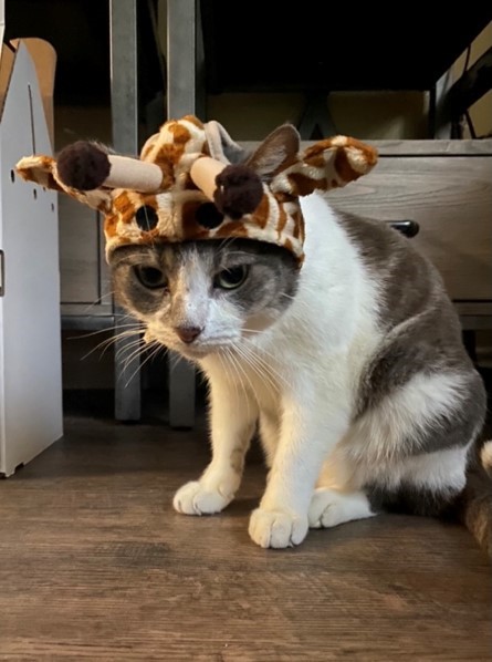 MuseoTx's tweet photo. Say hello to this week's pet spotlight, Bumi!
Bumi loves being around people and getting their affection. He is super playful for his ripe age of 12 and can’t get enough of his mummy doll!
#AustinPets #WeLoveOurPetResidents
#LoveWhereYouLive #FurryFriends #Community https://t.co/cSUDhdRkbX