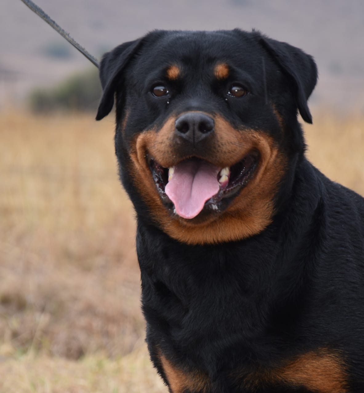 Kusa rottweiler hotsell puppies for sale