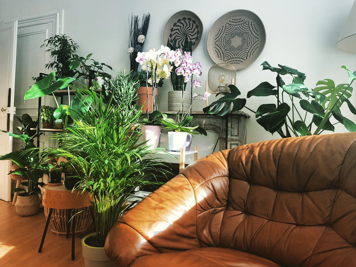 FranckDache's tweet photo. La vie des plantes. #greenaddict https://t.co/A8P9KtwvQC