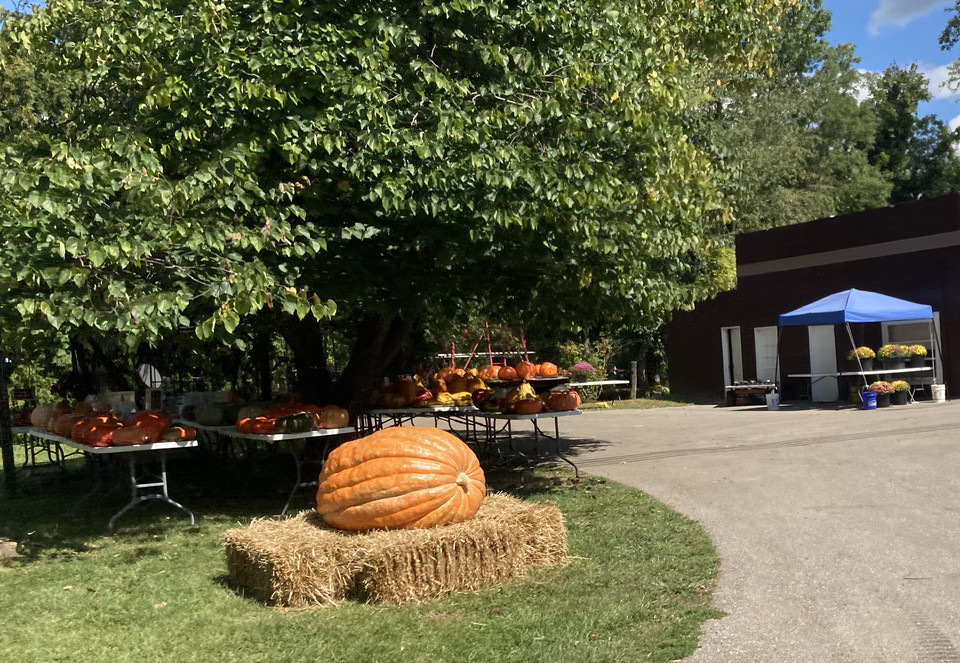 Like pumpkin? The 1st Wednesday in October is National Pumpkin Seed Day. These tasty seeds are high in iron and zinc, which makes them a great snack. Look for pumpkins of every size at local orchards and farmers markets. #NationalPumpkinSeedDay 🎃 Have a wonderful fall 🍁season!