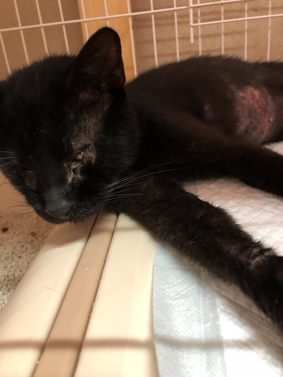 News about #里親募集 on Twitter