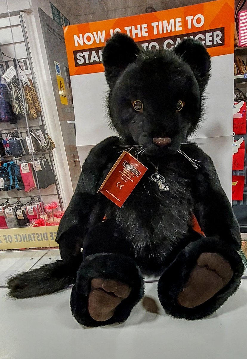 Look at this guy how adorable 😍 we are having a silent auction for him for stand up to cancer come into store today put it your bid ...he needs a good home for Xmas.....bidding stops on the 29th Oct #su2c #harrogate #cruk