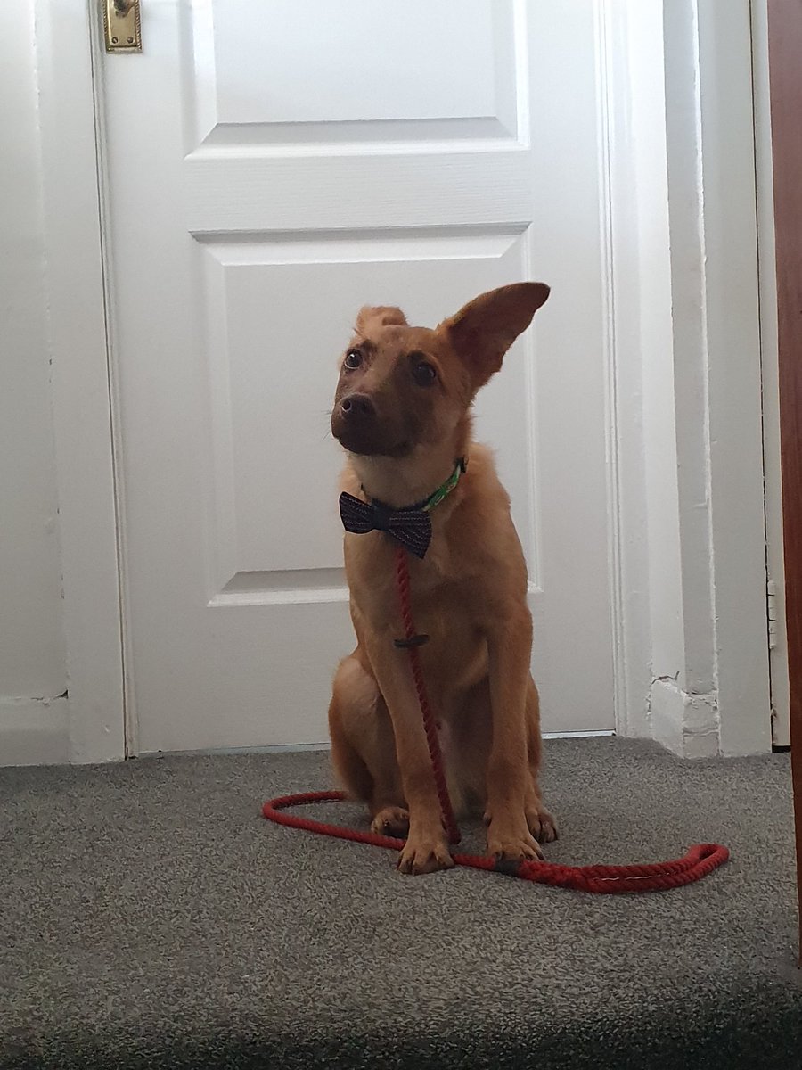 Wondering why Gav went upstairs and left him with me. Now he patiently waits for his favourite to come out the shower.