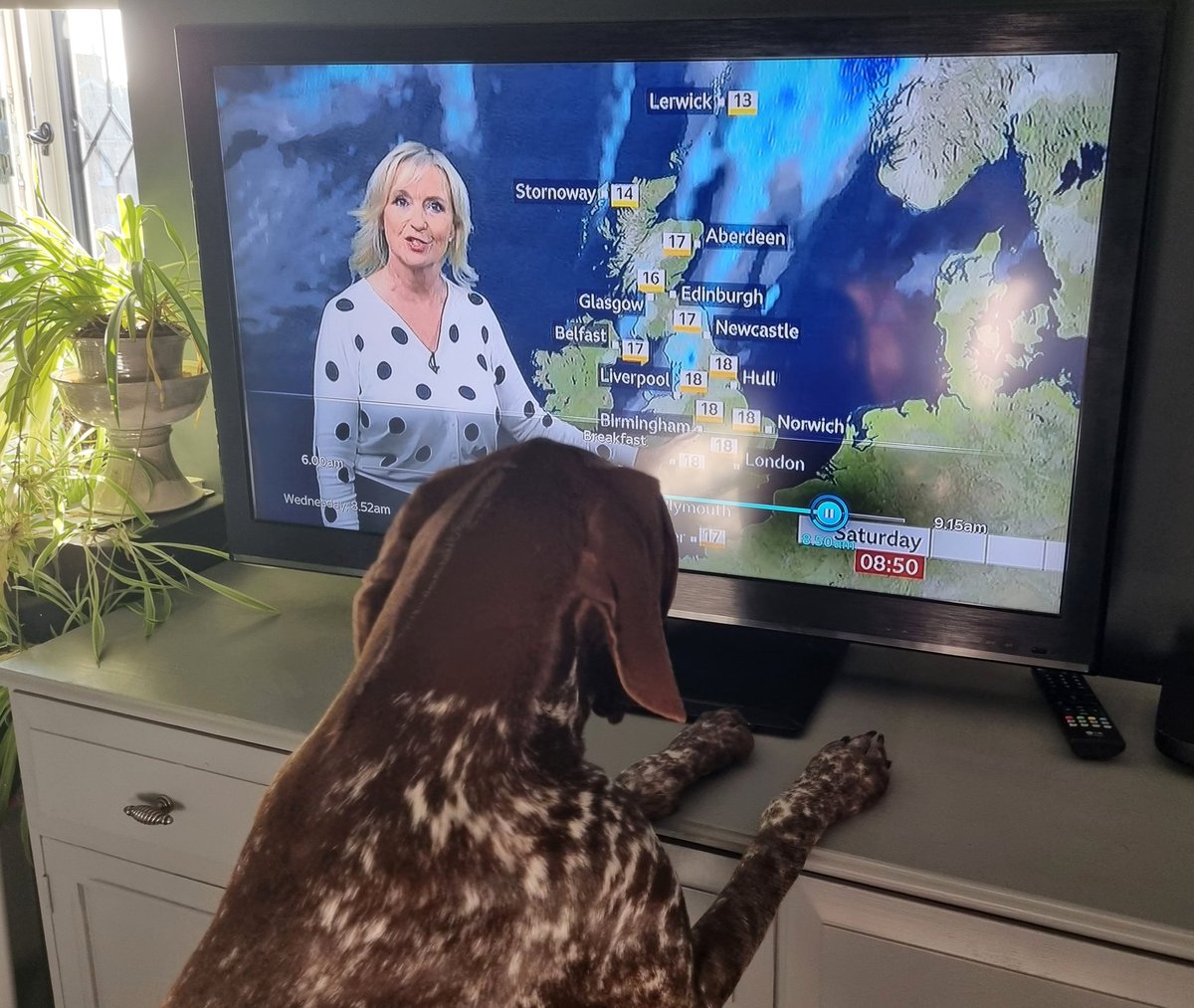 Doobrie's tweet photo. My puppy checking out what the weather will be like on Sat for his 1st birthday party. Thanks for 'unseasonably warm' @carolkirkwood @bbcweather #warmweather #puppyparty https://t.co/XTBfPAlafo