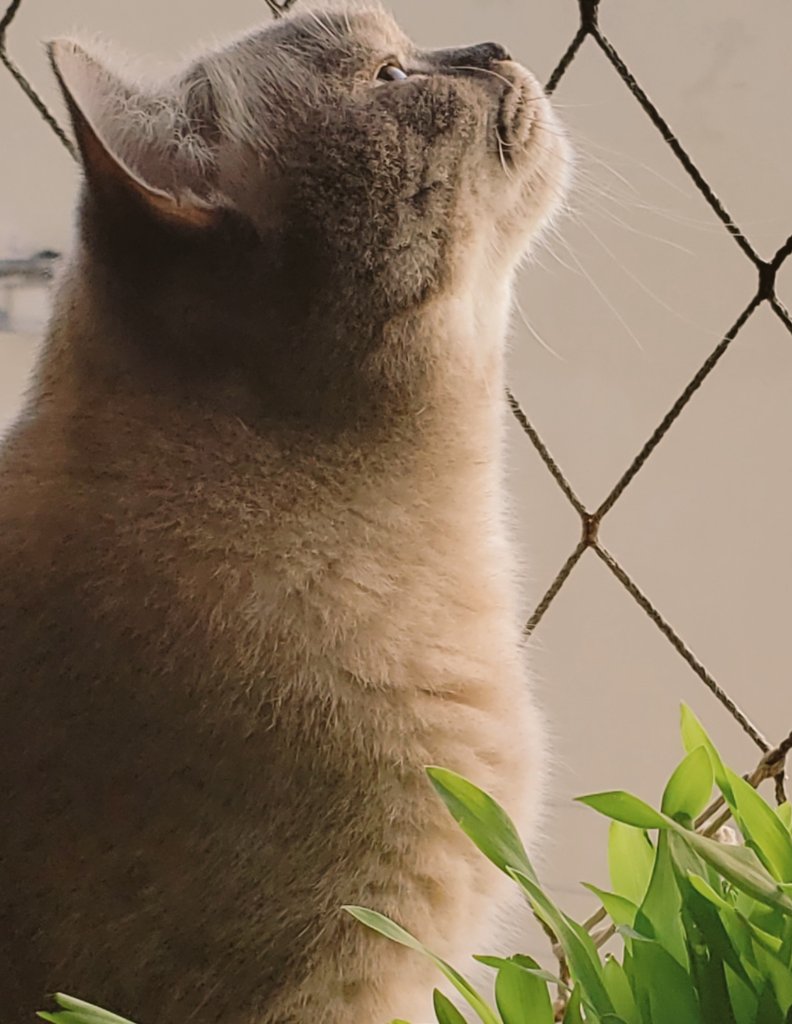 patsweetmoon's tweet photo. Jack❤ #mycat #jackcat #catlovers https://t.co/tV5lBUBGHi