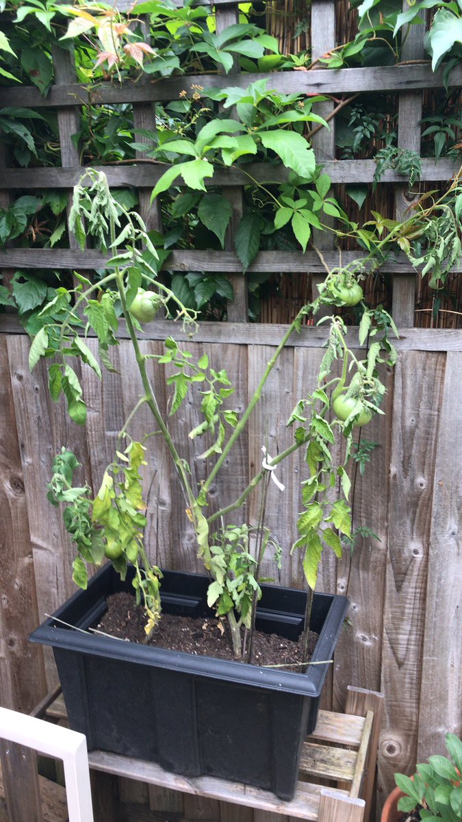 Behold: my 2021 crop of tomatoes! 6 tomatoes... made into 1 small bowl of salsa... I am very proud 😊 #harvest