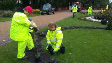 Volunteers and Park Keepers working together, planting lavender in the terrace area, near the bandstand #heritagelotteryfund