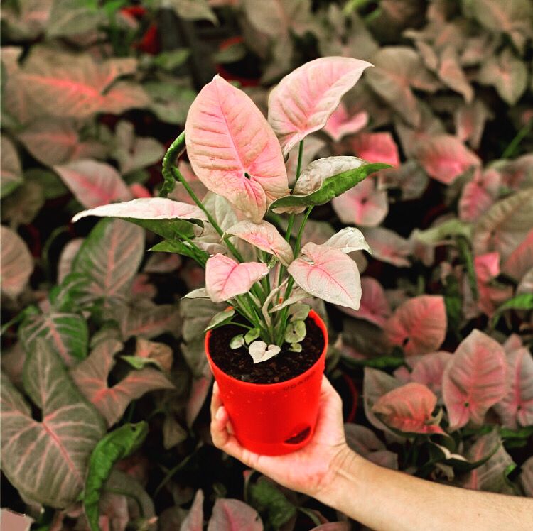 Podhyaa's tweet photo. Get to know syngonium pink a little better today! https://t.co/JYKBYINTss