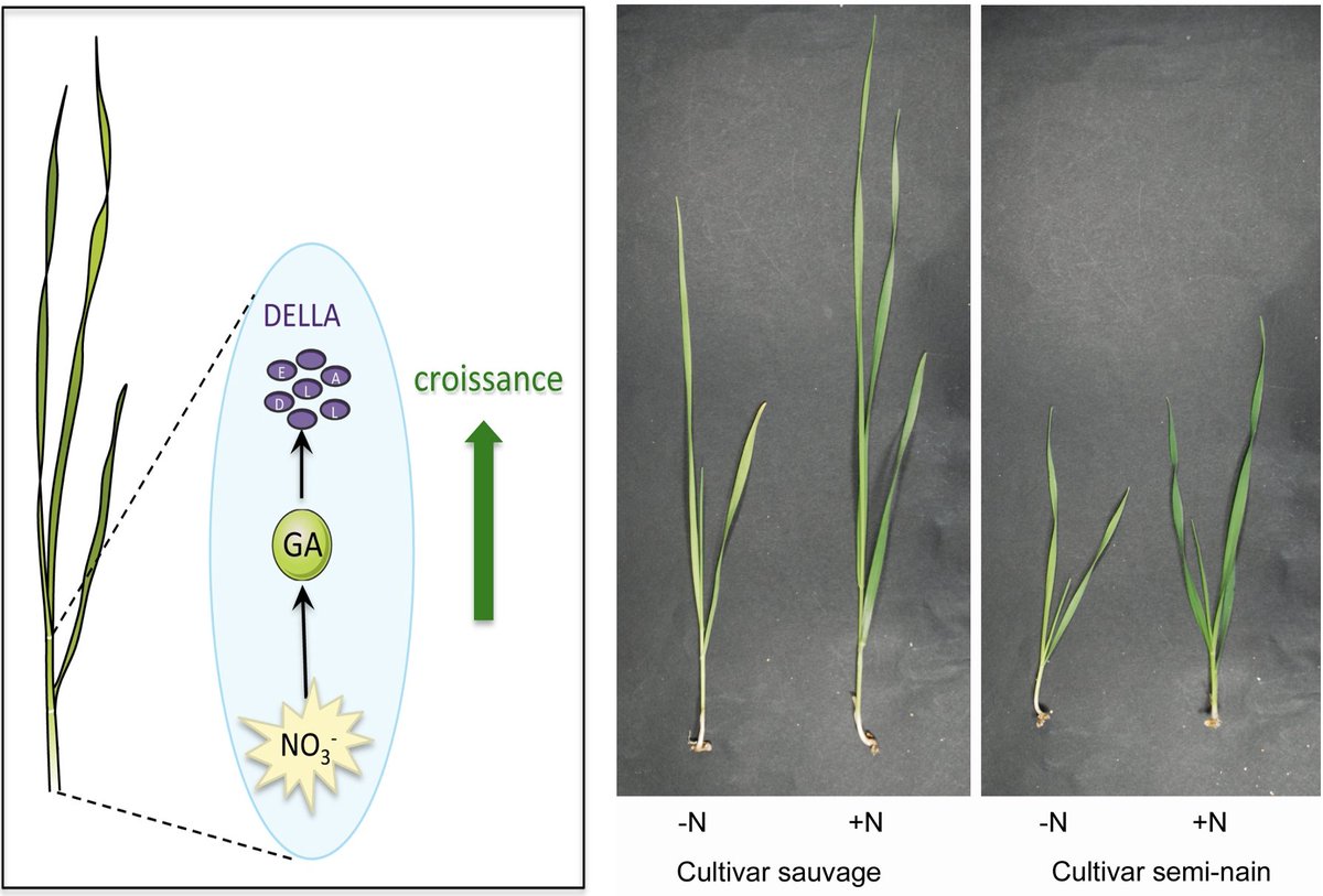 cnrs_ibmp's tweet photo. #Gibberellins and #nitrate, united for 🌱plant growth ! Great collaborative work between @cnrs_ibmp,   #BPMP (@INRAE_France, @umontpellier, @Supagro), @IBMCP &amp; @Rothamsted published in @NAR_Open. Please RT !!!
➡️ https://t.co/0M3p3zWTys
➡️ https://t.co/U99cUtyuBO
