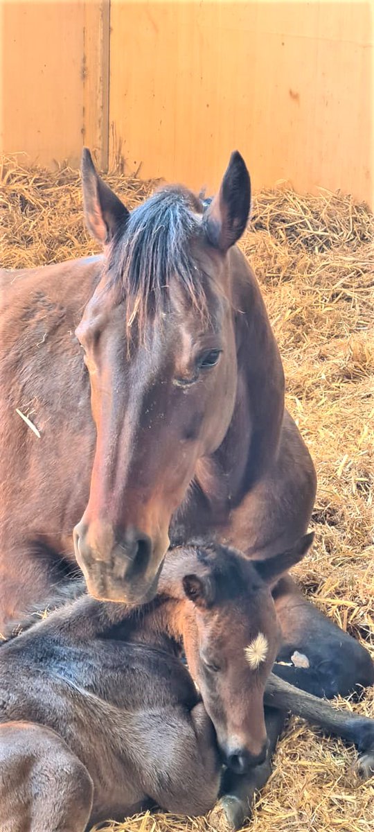 pendenra's tweet photo. This morning, a good sized #Rafeef filly bred by Judy &amp; Glyn Davies is with dam MY CLAIRE(GB) by PICCOLO (GB) Gr1 winning sprinter + sire of same out of a daughter of DARSHAAN, thus 1/2 to BYRAMA Gr1 winner in USA dam of 2021 Fl. Derby (Gr1) winner KNOWN AGENDA https://t.co/3MWWxVbVFJ