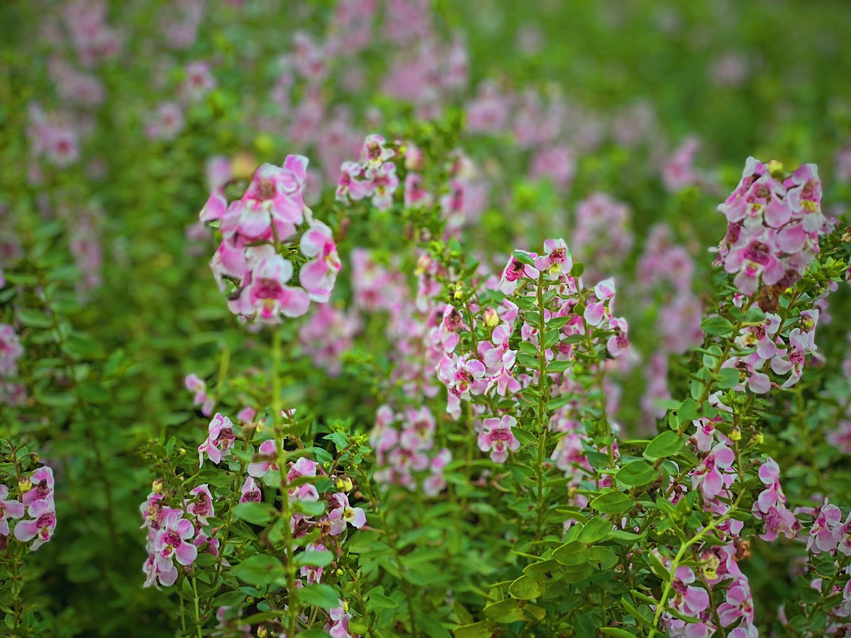 ট ইট র あつしです アンゲロニア ミッドフレア 花言葉は 過去の恋人 片思いの恋 東京ドイツ村 Past Photos 9 25 アンゲロニア 花言葉 東京ドイツ村 写真好きな人と繋がりたい Iphoneで撮影