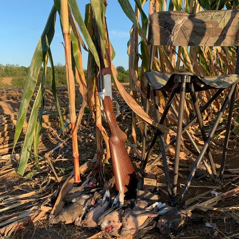 A successful Kentucky dove limit! How's your season going?

#CZusaFieldSports #DoveSeason #KentuckyWingShooting