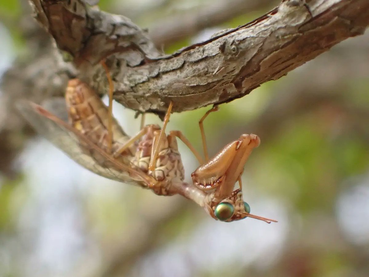Werner_deGier's tweet image. And last but definitely not least, my very first #mantidfly - Mantispa styriaca ❤ (how is there no mantidfly emoji?)