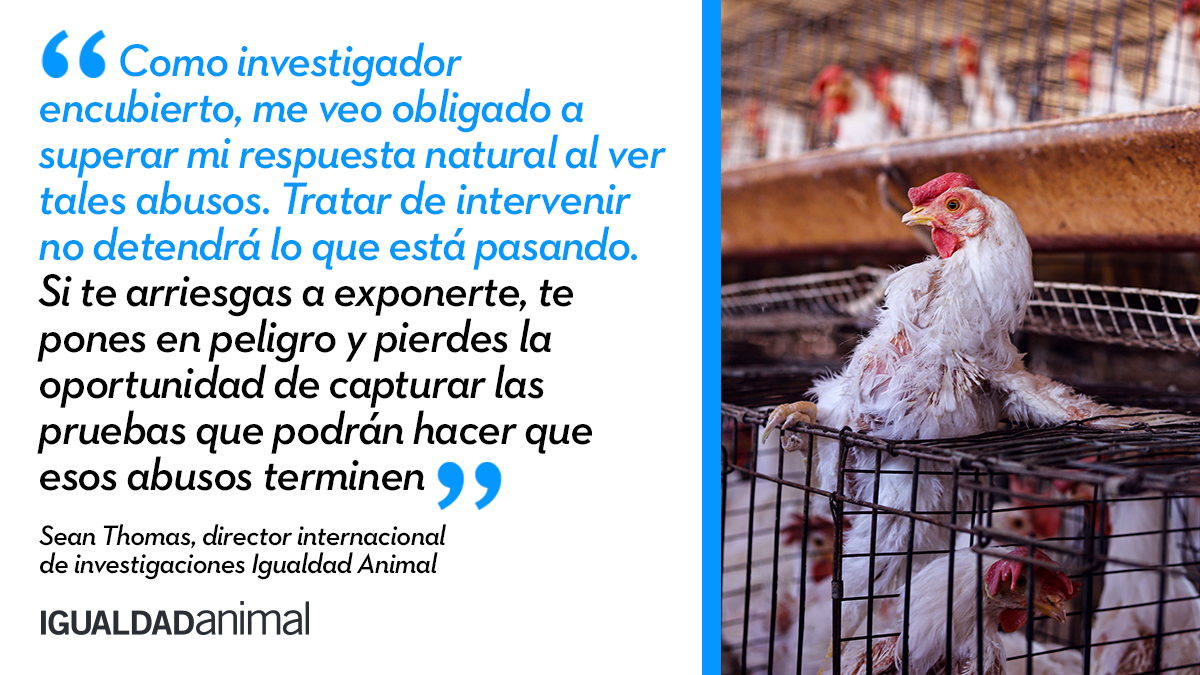 IgualdadAnimal's tweet photo. ¿Cómo actúan los investigadores en granjas y mataderos? 

https://t.co/DuEkuZ7qnc https://t.co/Qx81y2uAgs