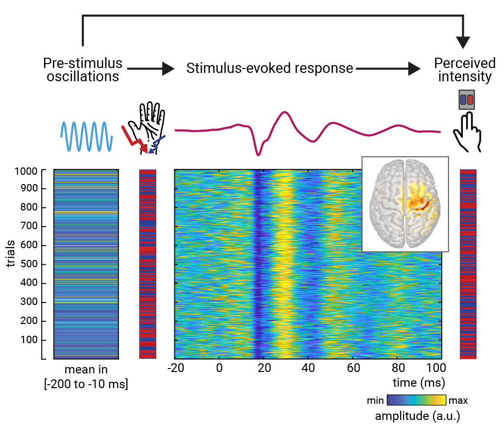 Tilman Stephani (@tilmanstephani) on Twitter photo Finally out in <a href="/eLife/">eLife - the journal</a>: We find that fluctuations of neural excitability, associated with pre-stimulus alpha oscillations, shape somatosensory intensity perception via initial cortical responses - yet with counter-intuitive modulations of evoked potentials. elifesciences.org/articles/67838 Finally out in <a href="/eLife/">eLife - the journal</a>: We find that fluctuations of neural excitability, associated with pre-stimulus alpha oscillations, shape somatosensory intensity perception via initial cortical responses - yet with counter-intuitive modulations of evoked potentials. elifesciences.org/articles/67838