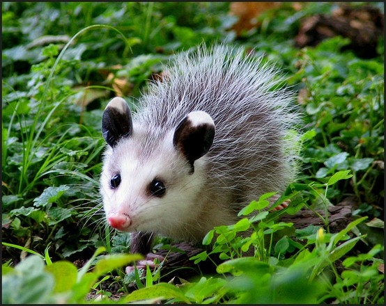 PossumEveryHour's tweet image. 