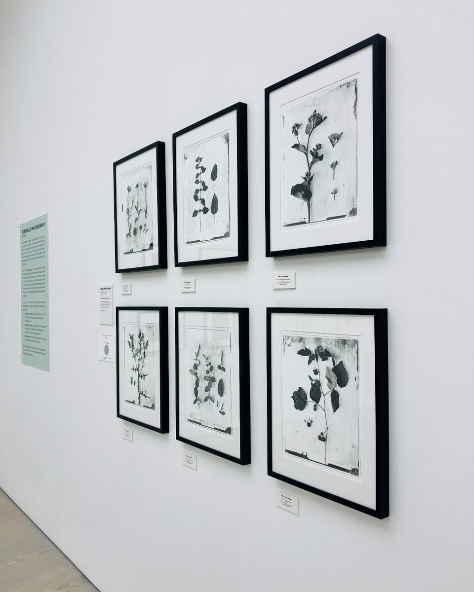 The_RHS's tweet photo. Don’t miss the final few days of the RHS Botanical Art and Photography Show 🌺📸

World-class photography and art is brought together in one fabulous show at the @Saatchi_Gallery. 

Running until 9 October: 
https://t.co/qhZUWwJ1pE  #RHSSaatchiGallery https://t.co/XuOcY28omP