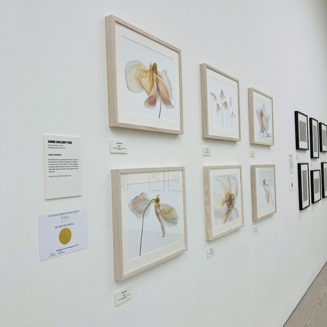 The_RHS's tweet photo. Don’t miss the final few days of the RHS Botanical Art and Photography Show 🌺📸

World-class photography and art is brought together in one fabulous show at the @Saatchi_Gallery. 

Running until 9 October: 
https://t.co/qhZUWwJ1pE  #RHSSaatchiGallery https://t.co/XuOcY28omP