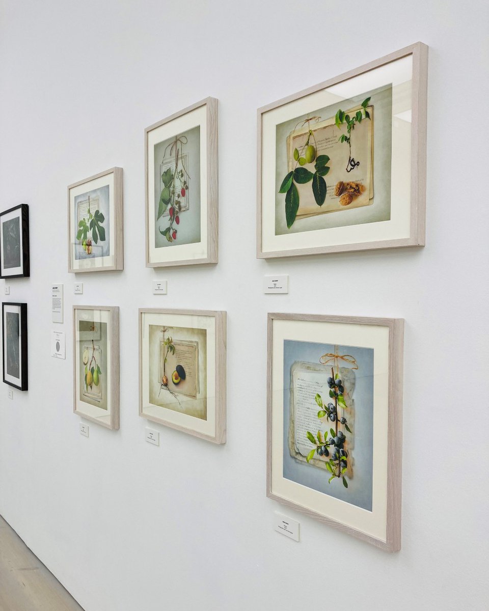 The_RHS's tweet photo. Don’t miss the final few days of the RHS Botanical Art and Photography Show 🌺📸

World-class photography and art is brought together in one fabulous show at the @Saatchi_Gallery. 

Running until 9 October: 
https://t.co/qhZUWwJ1pE  #RHSSaatchiGallery https://t.co/XuOcY28omP