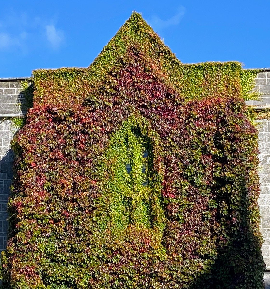 GalwayWalks's tweet photo. Take your #GreenButton and raise you! In the quadrangle at the #Galway university we even have a #GreenWindow! Easily one of the most iconic buildings in #Galwaycity and always a welcome for visitors to the #NUIG campus @nuigalway @NUIGalwayAlumni @NUIGalwayEvents https://t.co/LrqL5SQGPL
