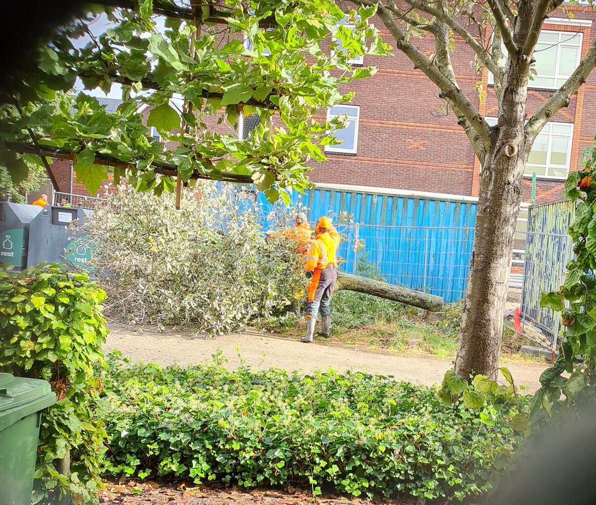 Josephine68's tweet photo. @PijnackerNootdp hier waren de bewoners niet over geinformeerd, wát zonde zeg! Twee mooie gezonde bomen halen ze vandaag neer hoor ik net😠😥 Blijven de andere bomen wél staan?! #hoornblad #nootdorp #bomenkap https://t.co/pdVLIBS5sr
