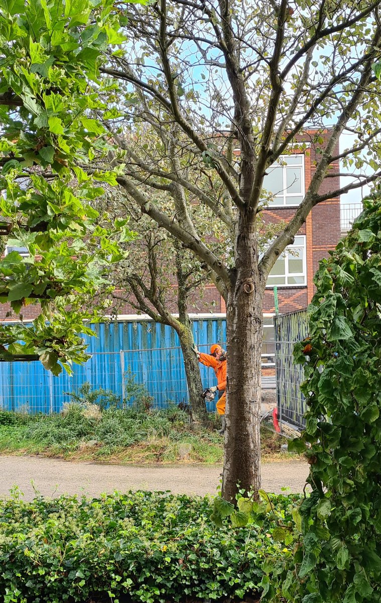 Josephine68's tweet photo. @PijnackerNootdp hier waren de bewoners niet over geinformeerd, wát zonde zeg! Twee mooie gezonde bomen halen ze vandaag neer hoor ik net😠😥 Blijven de andere bomen wél staan?! #hoornblad #nootdorp #bomenkap https://t.co/pdVLIBS5sr