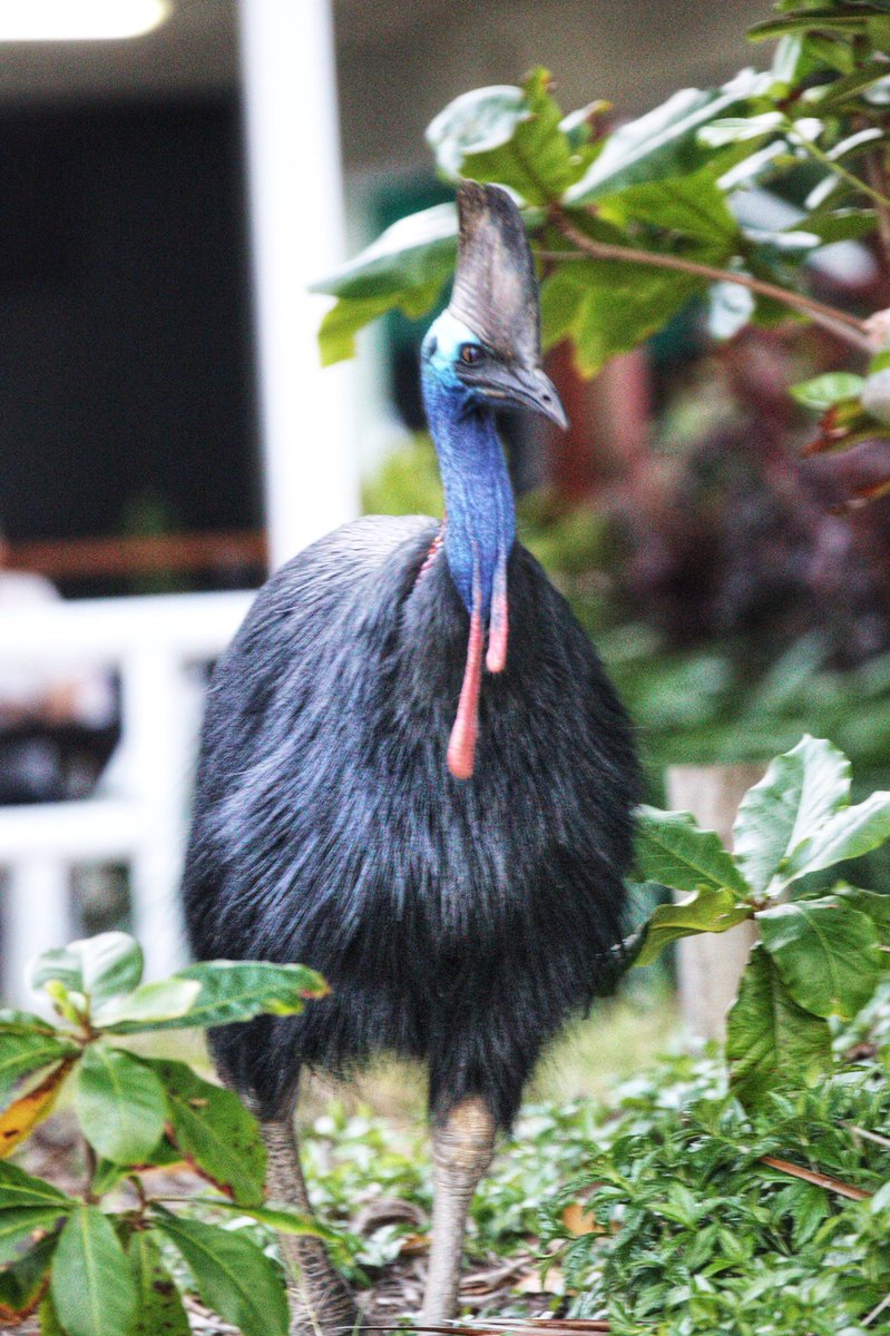 suewhitphotos's tweet photo. Well blow me down! After numerous times, Iโve finally seen a Cassowary in the wild. #cassowary #ettybay #tropicalcoastqld #queensland #thisisqueensland #seeaustralia #australia moved fairly quickly when food was seen. #natgeo https://t.co/8fUIrmCW6y