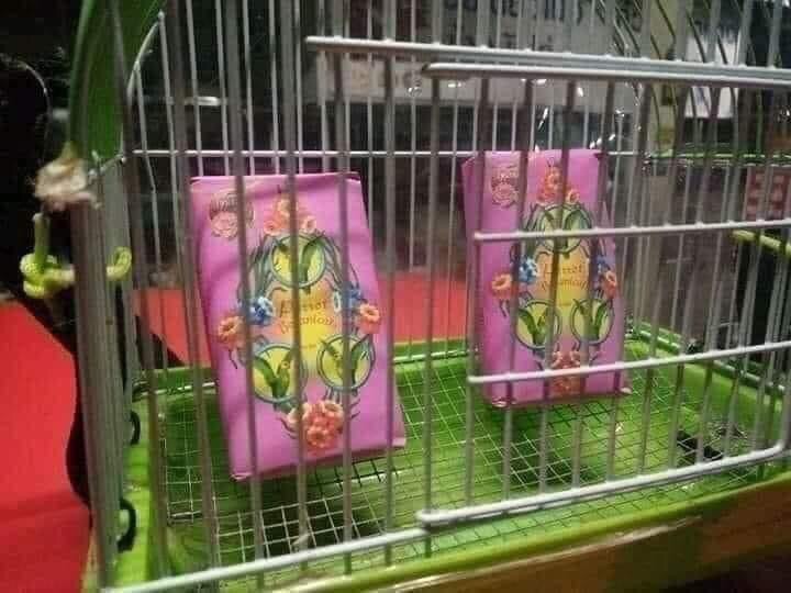 เพิ่งเลี้ยงนกแก้วครั้งแรก น้องกินอะไรหรอคะ